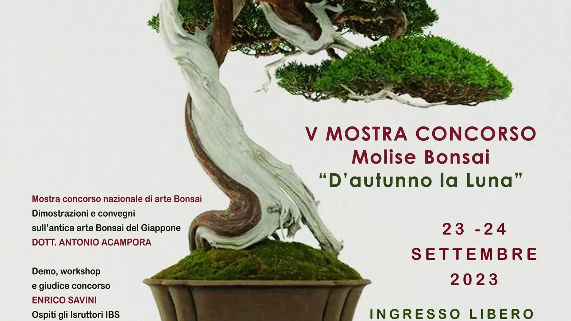 Isernia: il 23 e 24 settembre in città la V Mostra Concorso Molise Bonsai denominata “D’Autunno la luna”.